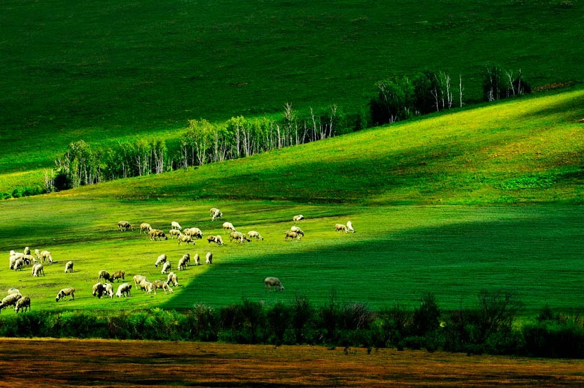 辽阔无边,天高云淡,牛羊遍地 她是世界上最美的草原,她是绿色的天堂